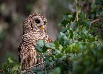 Obraz premium Barred owl in Florida 