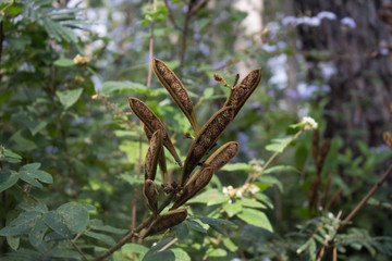 mysterious brown pod-shaped plant deep in the forest