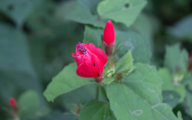 Obraz premium red flower with green leaves behind