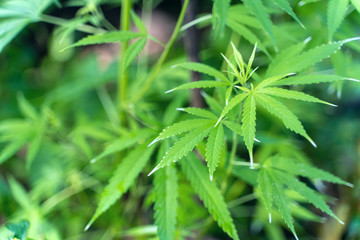 Fototapeta na wymiar Cannabis commercial grow. It is a medicinal plant and is addictive.