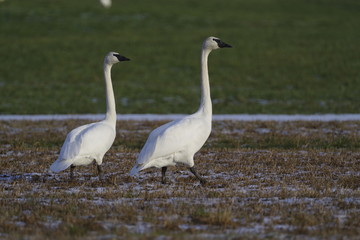 Fototapeta premium swans