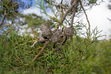Seed of a bald cypress tree on a branch