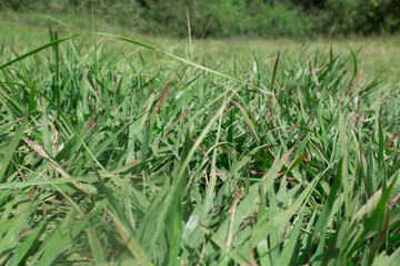 photograph of green grass growing in the meadow
