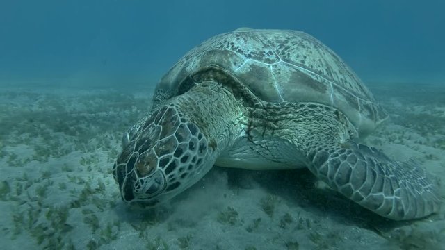 Close-up portrait of Green Sea Turtle eating seagrass, on the blue water background. 4K/50fps