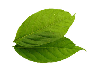 Fototapeta premium Green leaf or green leaves on white background. Cananga odorata leaves or plantae leaf Isolated on white background.
