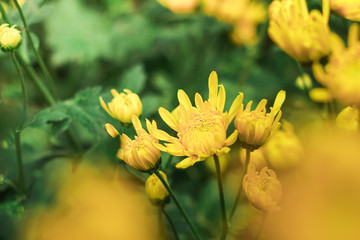 Yellow flowers with natural summer background, copy space image, selective focus