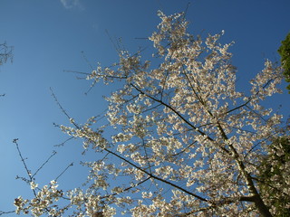 cherry blossom during early spring