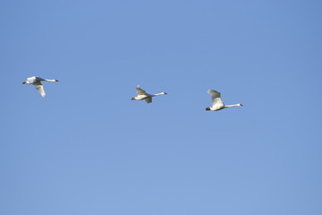 swans