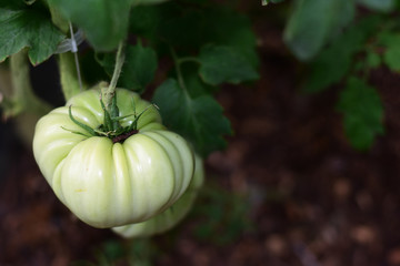 One Large Tomato Please