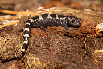 Marbled salamander - Ambystoma opacum