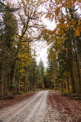Fototapeta na wymiar Dirt road through fall foliage forest
