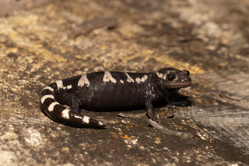 Marbled salamander - Ambystoma opacum