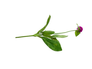 Tree with green leaves. The name of the plant is Globe amaranth or Gomphrena globosa. Purple flower with green leaf on white background.