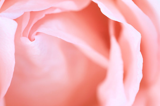 close up pink rose flower soft focus and copy space.