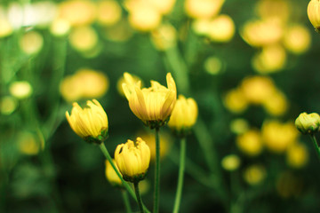 Yellow flowers with natural summer background, copy space image, selective focus