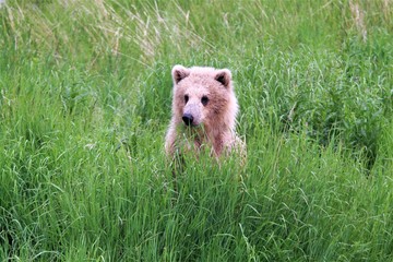 Baby brown bear in the sedge