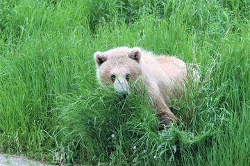 Baby brown bear in the sedge