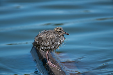 Mew Gull [Larus canus] chick