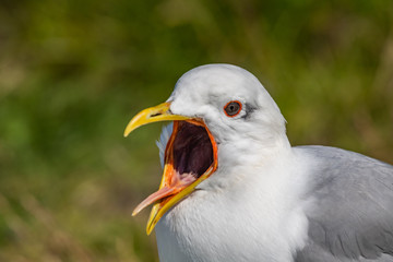 Mew Gull [Larus canus] with open beak