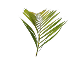 Bamboo palm leaves or palm leaf on white background. Green leaves or green leaf isolated on white background.