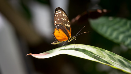 Sunbathing Butterfly(2)