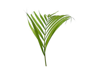 Bamboo palm leaves or palm leaf on white background. Green leaves or green leaf isolated on white background.
