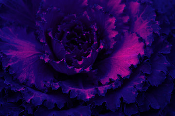 Multicolored bright luminescent neon plant leaves natural background. Fluorescent duotone violet and pink mysterious layout. Copy space for poster, banner, advertising, invitation, promotion, postcard