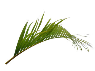 Fototapeta premium Bamboo palm leaves or palm leaf on white background. Green leaves or green leaf isolated on white background.