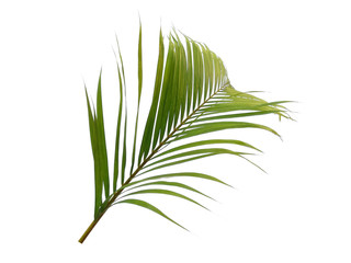 Bamboo palm leaves or palm leaf on white background. Green leaves or green leaf isolated on white background.