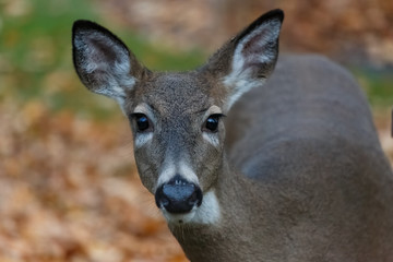  closeup of Whitetail doe deer