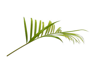 Bamboo palm leaves or palm leaf on white background. Green leaves or green leaf isolated on white background.