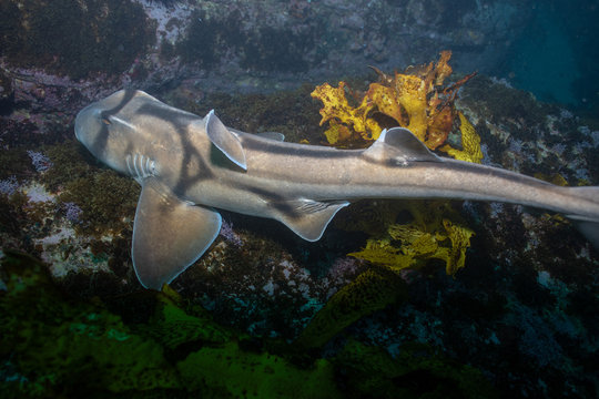 Port Jackson shark underwater photo