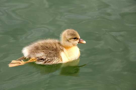 The small duck swimming in the pond