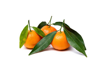 three tangerines clementine with leafs on a white background