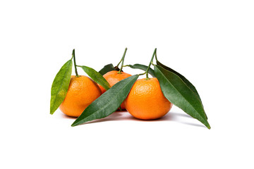 three tangerines clementine with leafs on a white background