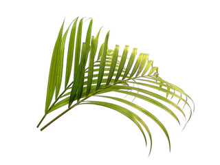 Fototapeta premium Bamboo palm leaves or palm leaf on white background. Green leaves or green leaf isolated on white background.