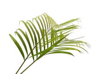 Bamboo palm leaves or palm leaf on white background. Green leaves or green leaf isolated on white background.