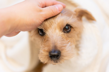 毛布に包まるノーフォークテリア犬