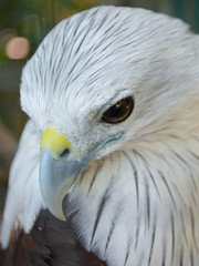 Hawks in cages zoo, caged animals