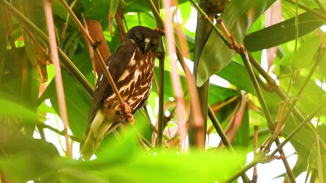 Brown Hawk-owl, Ninox scutulata, a juvenile owl roosting deep in the bamboo branches and leave; it&rsquo;s found in south Asia and especially Thailand.