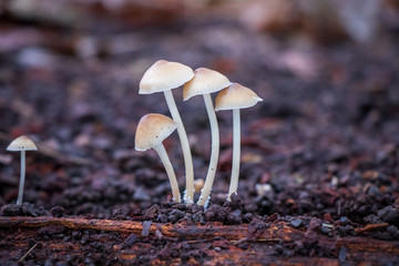 Group of Mushrooms