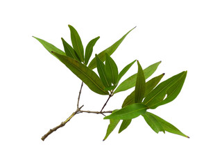 Syzygium oleana leaf or syzygium oleana leaves on white background. Green plant or green tree Isolated on white background.