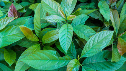 Garden of avocado seedlings in the nursery     