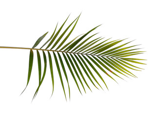 Bamboo palm leaves or palm leaf on white background. Green leaves or green leaf isolated on white background.