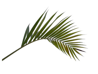 Bamboo palm leaves or palm leaf on white background. Green leaves or green leaf isolated on white background.