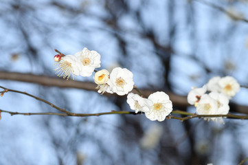 ウメの樹木の梢の複数のウメの花をアップで撮影した写真
