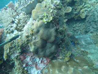 Naklejka na ściany i meble coral found at coral reef area at Tioman lsland