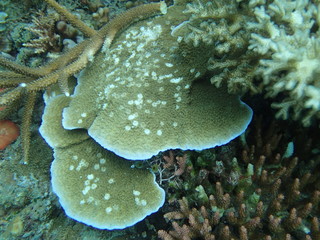 coral found at coral reef area at Tioman lsland
