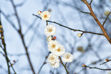 ウメの樹木の梢の複数のウメの花をアップで撮影した写真