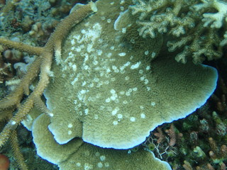 coral found at coral reef area at Tioman lsland